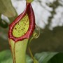 Nepenthes___rbg_kew