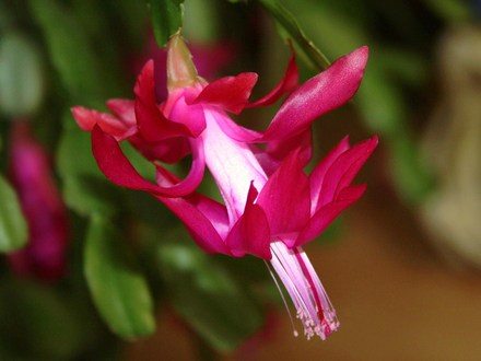 Schlumbergera truncata (Christmas Cactus)