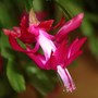Schlumbergera_truncata