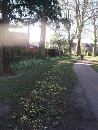 daffs in park