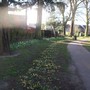 Daffs_in_park