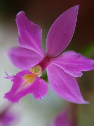 Epidenrum orchid (Epidendrum sp.)