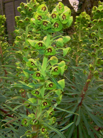 Another plant to have near water (Euphorbia characias ssp. wulfenii (Spurge))