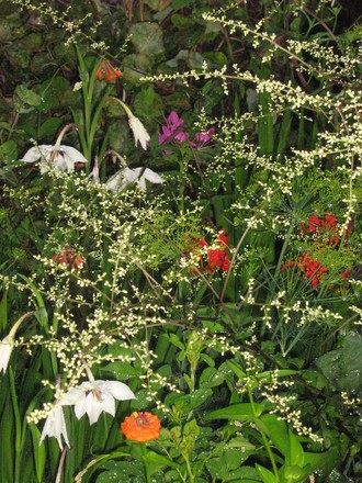 A garden flower photo (Acidanthera murieliae)