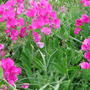 Everlasting pea (Lathyrus latifolius)