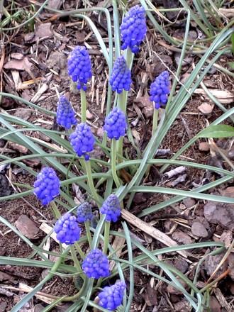 Grape Hyacinths (Muscari armeniacum (Grape hyacinth))