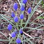 Muscari armeniacum