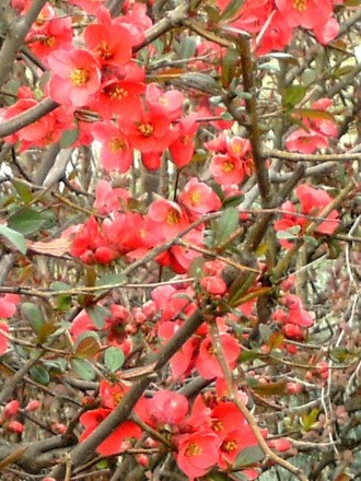 Japonica (Chaenomeles japonica (Japonica))