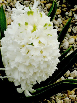 Hyacinth (Hyacinthus orientalis (Hyacinth))