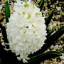 Hyacinthus orientalis