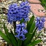 Blue hyacinths (Hyacinthus orientalis (Hyacinth))