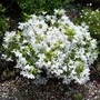 A garden flower photo