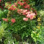 A garden flower photo