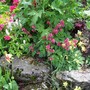 A garden flower photo