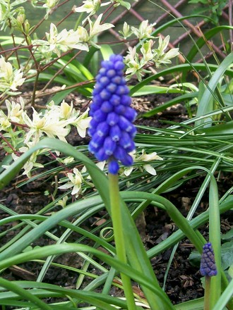 A garden flower photo (Muscari armeniacum)