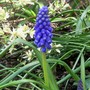 A garden flower photo (Muscari armeniacum)