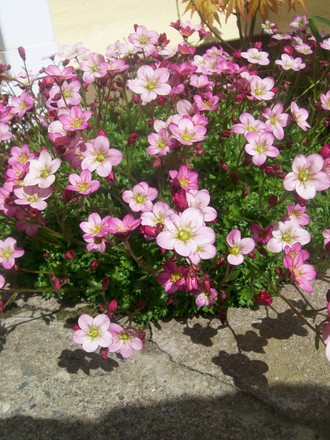 A garden flower photo (Saxifraga x arendsii)