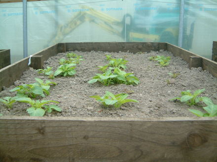 potato raised bed