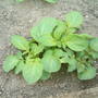 Dscf0039