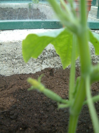 cucumber