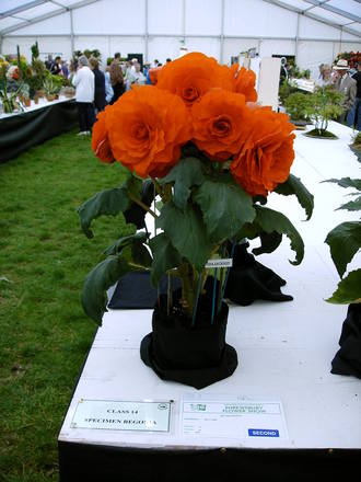 Looking down the marque, 2005 Flower Show (Begonia)