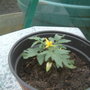 Dscf0043