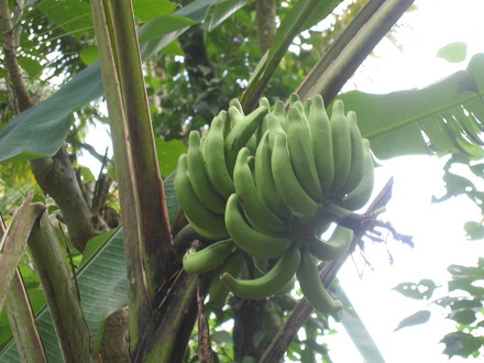 Bananas