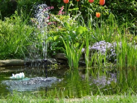 Pond Project 2004