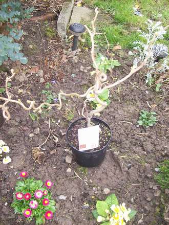 twisted hazel