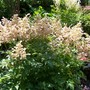 A garden flower photo