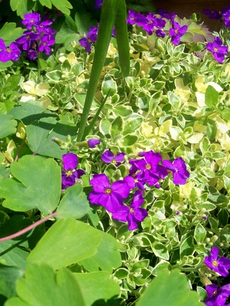 Varigated Aubrieta (Aubrieta x cultorum 'argenteovariegata')