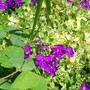 Varigated Aubrieta (Aubrieta x cultorum 'argenteovariegata')