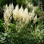 A garden flower photo