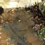 Drain Water