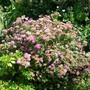 A garden flower photo