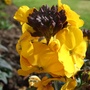 Erysimum 'Walbertson's Fragrant Sunshine' (Erysimum)