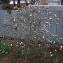 MAGNOLIA TREE