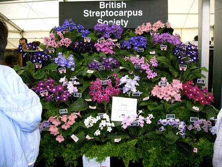 Shrewsbury Flower Show 2005