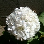 My mother's garden - white hydrangea