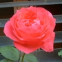 My mother's garden- red rose