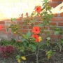 My mother's garden - red hibiscus