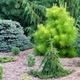 Garden_view_7