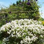 A garden flower photo