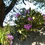 My mother's garden-purple orchids hanging from the eucalyptus tree.