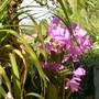 My mother's garden - more purple orchids