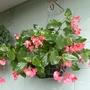 My mother's garden - hanging begonias