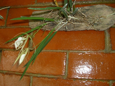 My mother's garden - white orchid 