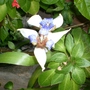 My mother's garden - white and purple orchid