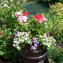 A garden flower photo
