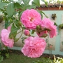 My mother's garden - pink roses